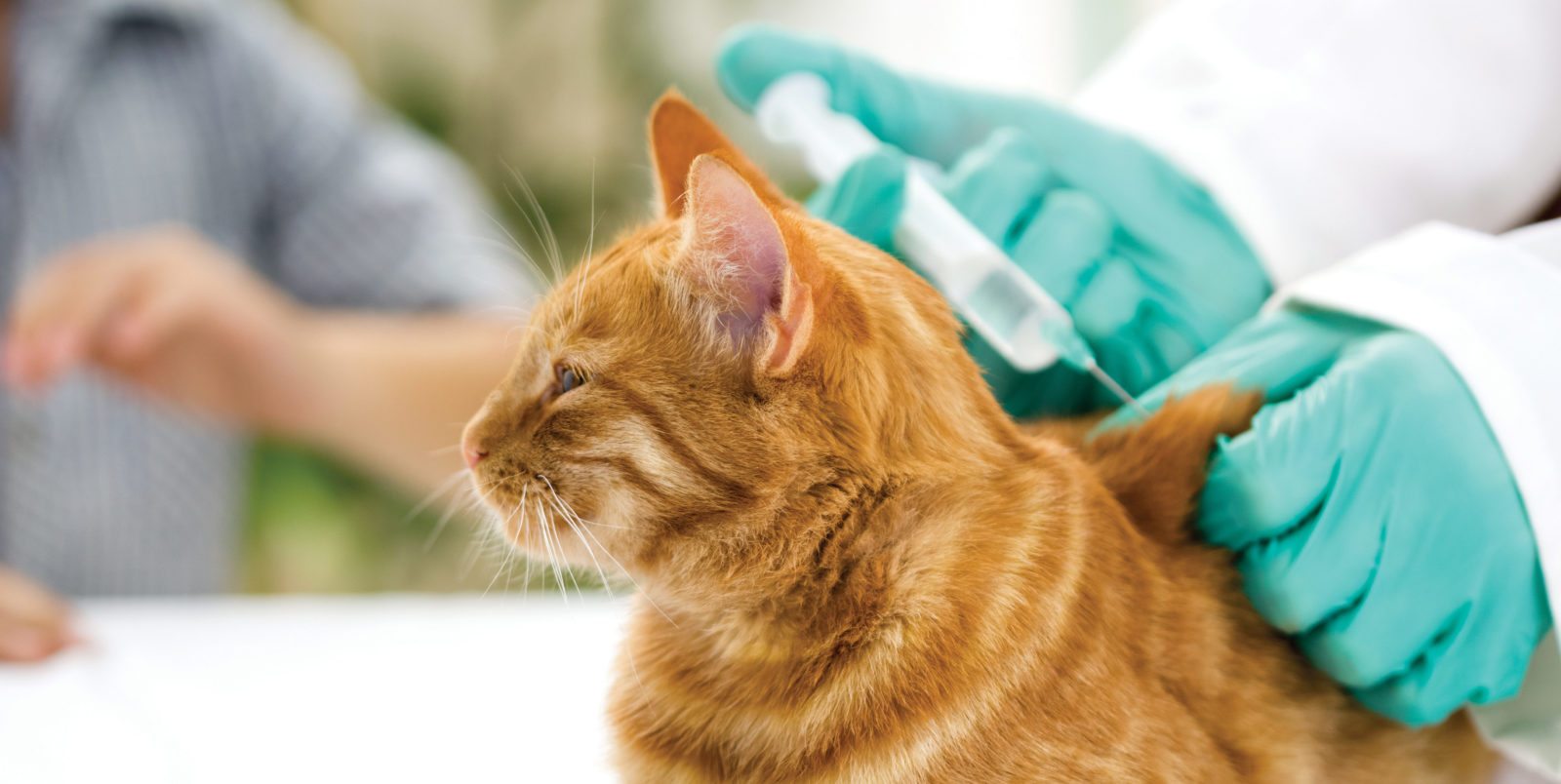 5 Essential Post Operative Care Tips After Spay/Neuter Surgery