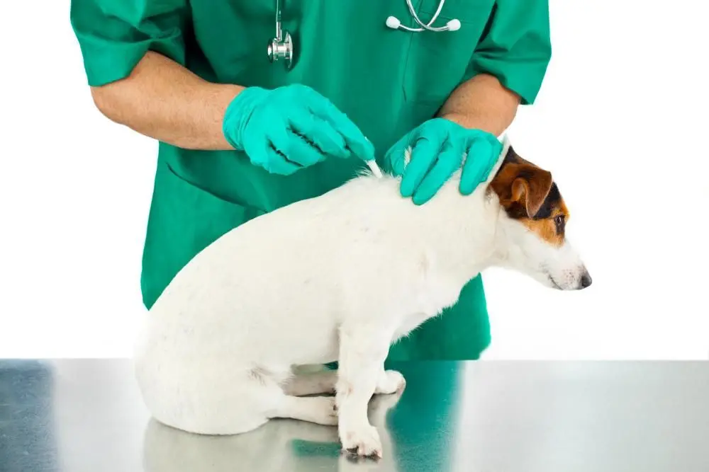 Why Parasite Prevention Is A Central Focus In Veterinary Clinics