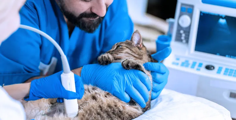 5 Reasons To Choose Accredited Animal Hospitals
