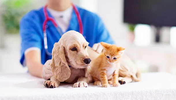 5 Questions Pet Owners Should Ask Their Animal Clinic