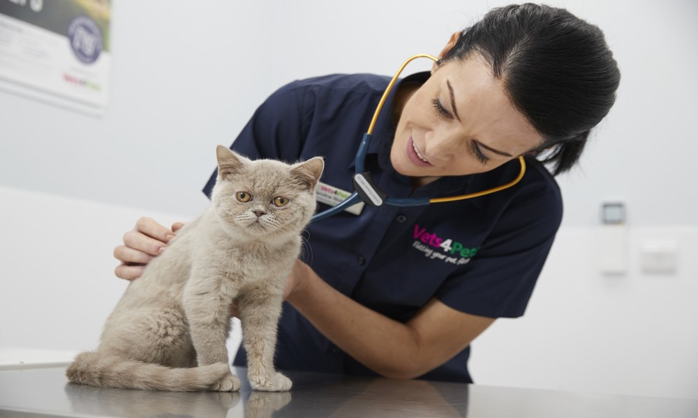 5 Ways Veterinary Clinics Provide Peace Of Mind To Pet Owners
