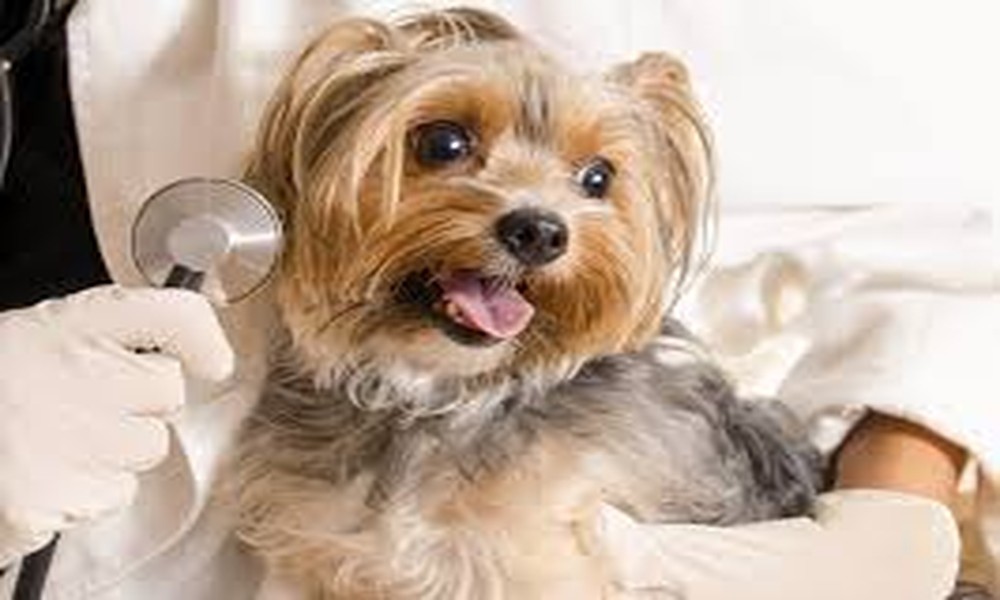 How Animal Hospitals Handle Advanced Surgical Cases