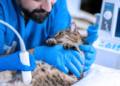 4 Benefits Of Choosing A Local Animal Clinic For Your Pet