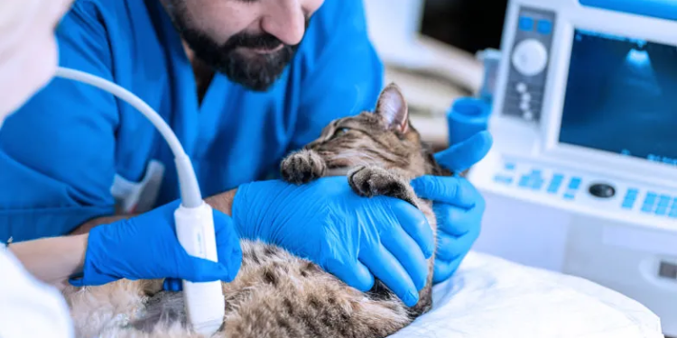 4 Benefits Of Choosing A Local Animal Clinic For Your Pet