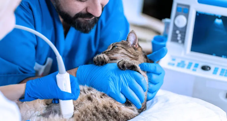 4 Benefits Of Choosing A Local Animal Clinic For Your Pet