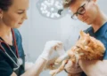 6 Ways Veterinary Hospitals Keep Patients Comfortable Overnight