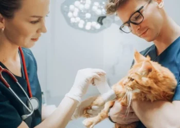 6 Ways Veterinary Hospitals Keep Patients Comfortable Overnight