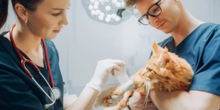 6 Ways Veterinary Hospitals Keep Patients Comfortable Overnight